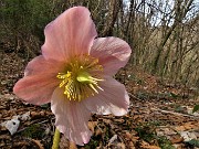 16 Ellebori in fiore (Helleborus niger) sul sentiero 506 C da Alino a Ca Boffelli